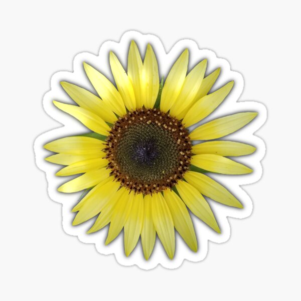 Field Guide to Sunflowers, No. 17, Lemon Queen Bright Yellow Flower  Sticker