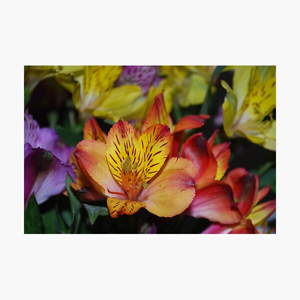 Alstroemeria Photographic Print