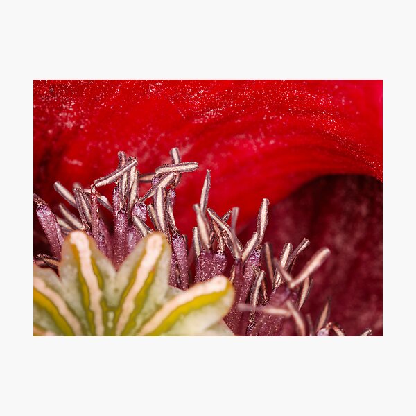 Item preview, inside a poppy designed and sold by Tim Fenton.