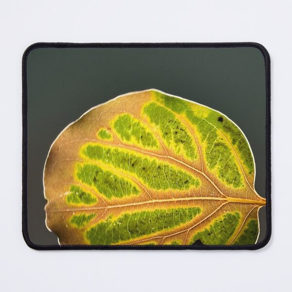 Item preview, back lit leaf designed and sold by hypermouse.