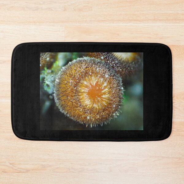 Item preview, Tiny fungus under the microscope, likely Scutellinia scutellata or similar designed and sold by SDym Photography.