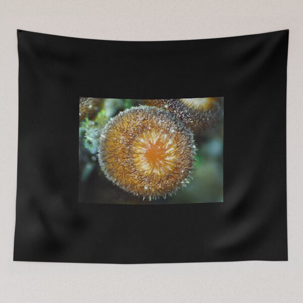 Item preview, Tiny fungus under the microscope, likely Scutellinia scutellata or similar designed and sold by SDym Photography.