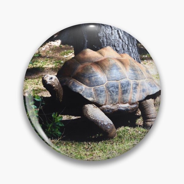 Artikelvorschau, Schildkröte entworfen und verkauft von MtnDew3301.