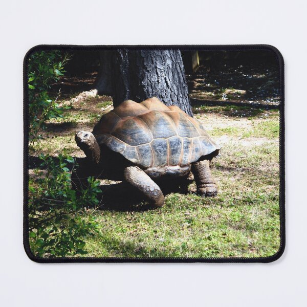 Item preview, Tortoise designed and sold by MtnDew3301.