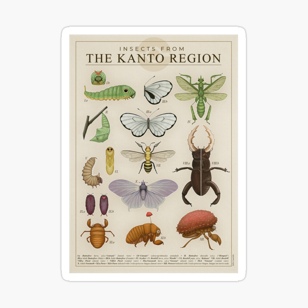 Insects from the Kanto Region