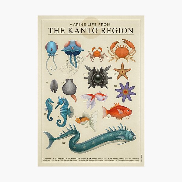 Marine Life from Kanto Photographic Print