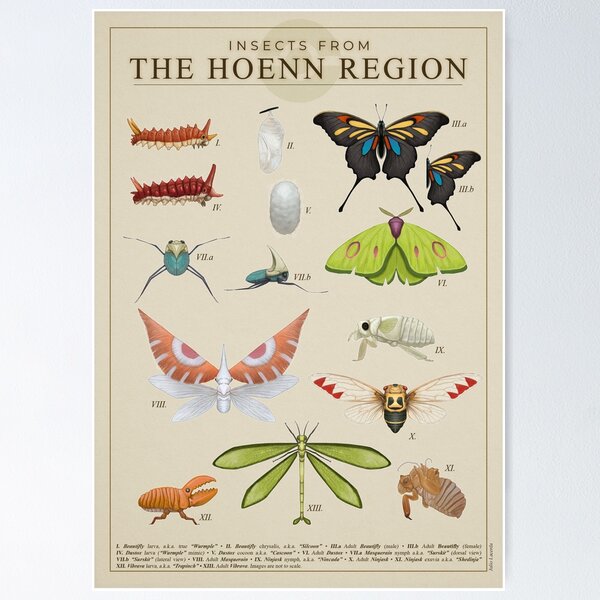 Pokémon Poster Hoenn Region (#252-386) (24x36)