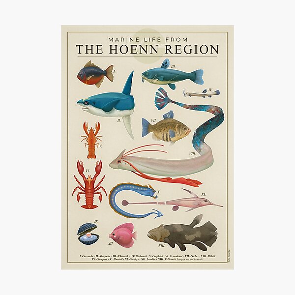 Marine Life from Hoenn Photographic Print