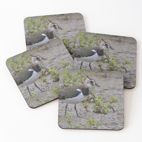 Item preview, Lapwing designed and sold by LaurenTucker.