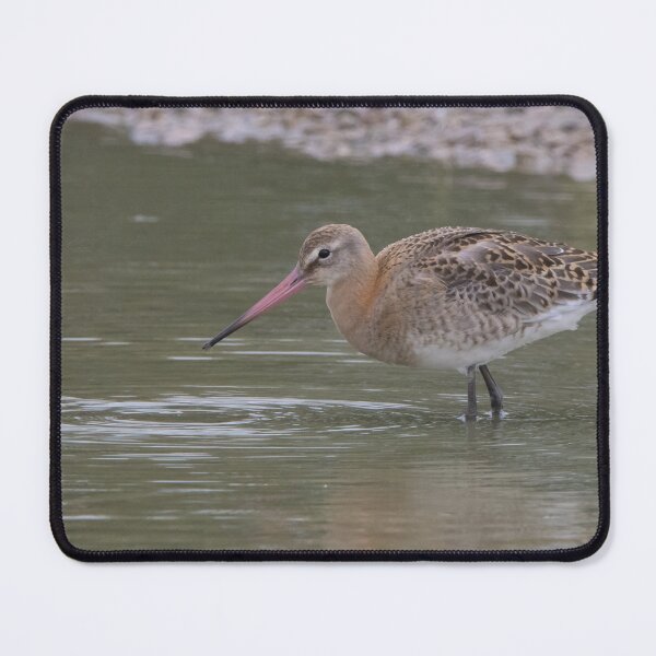 Item preview, Black Tailed Godwit designed and sold by LaurenTucker.