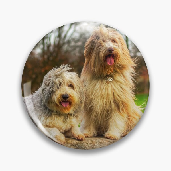 Item preview, Bearded Collies Posing In The Wind designed and sold by Paul Thompson Photography.