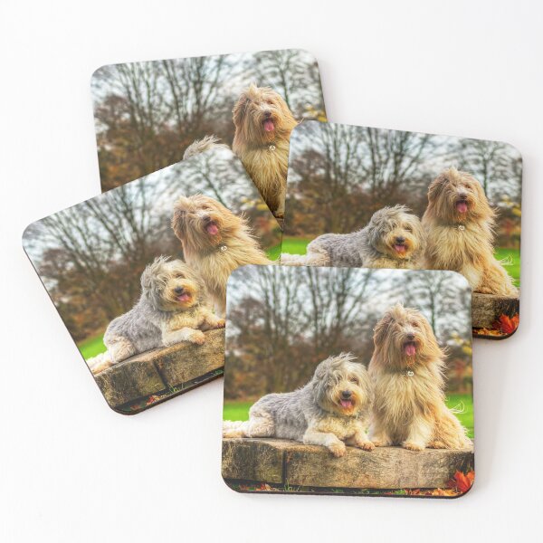 Item preview, Collies barbudos posando en el viento designed and sold by Paul Thompson Photography.