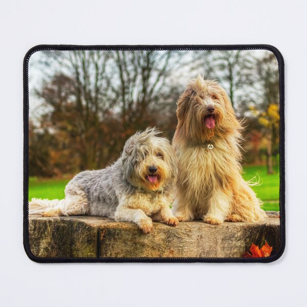 Item preview, Bearded Collies Posing In The Wind designed and sold by Paul Thompson Photography.
