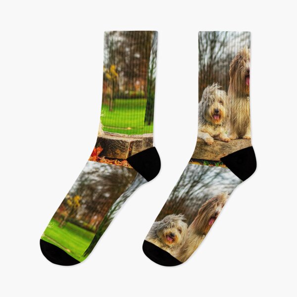 Item preview, Bearded Collies Posing In The Wind designed and sold by Paul Thompson Photography.