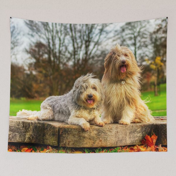 Item preview, Bearded Collies Posing In The Wind designed and sold by Paul Thompson Photography.