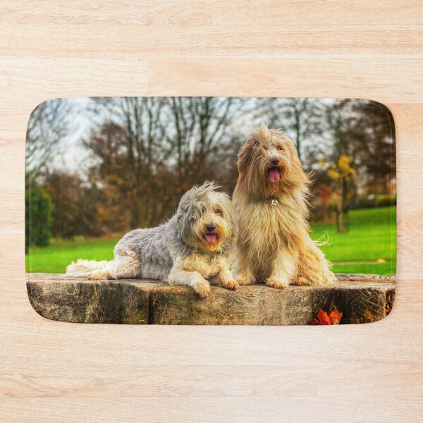 Item preview, Bearded Collies Posing In The Wind designed and sold by Paul Thompson Photography.
