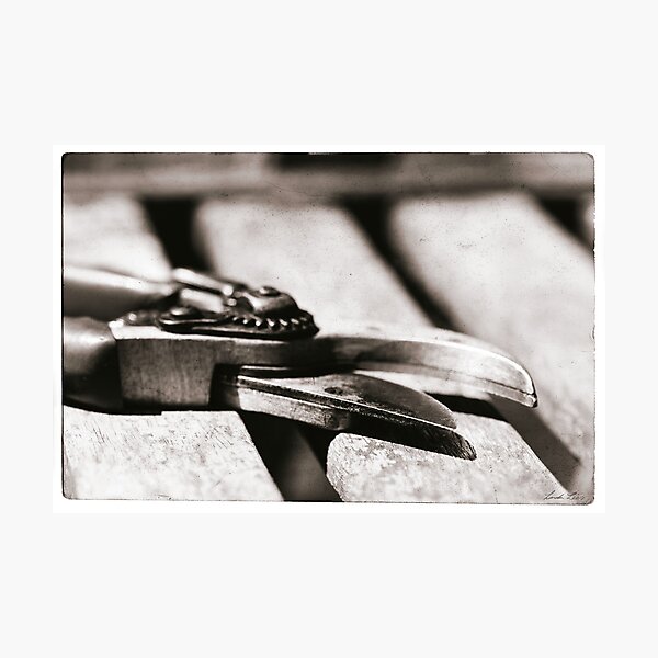 Snip Photographic Print