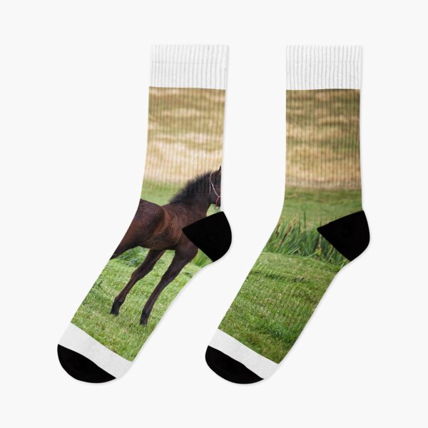 Item preview, black and brown foal on field nature designed and sold by goceris.