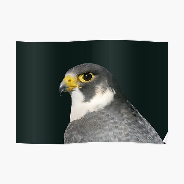 PEREGRINE FALCON Poster