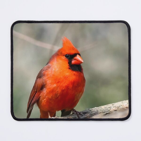 Item preview, Red Cardinal Bird on a Limb designed and sold by Sonya Umble.