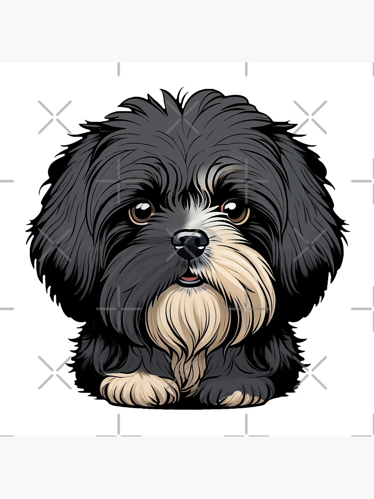 Tzu Puppies Coton De Tulear Cross Shih Tzu Shih Tzu Litter Of