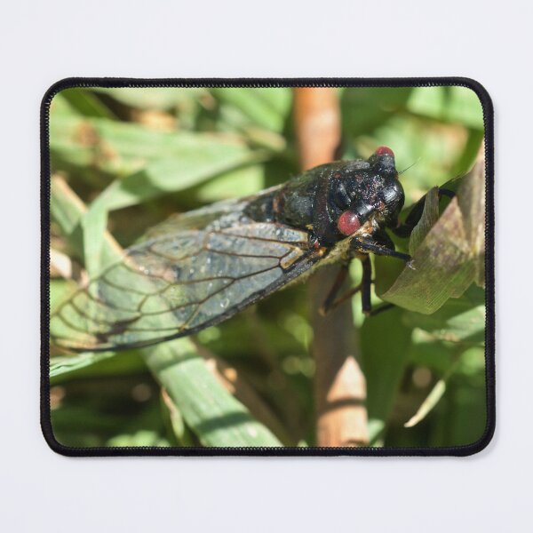 Item preview, Cicada  designed and sold by D-GaP.