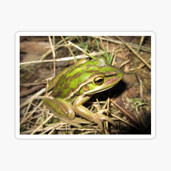 Item preview, Green and Golden Bell Frog designed and sold by Steve Sass.