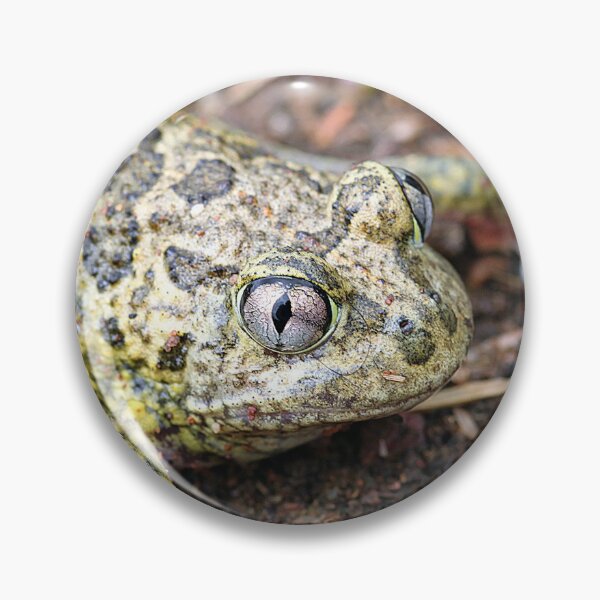 Item preview, Common Spadefoot designed and sold by Steve Sass.