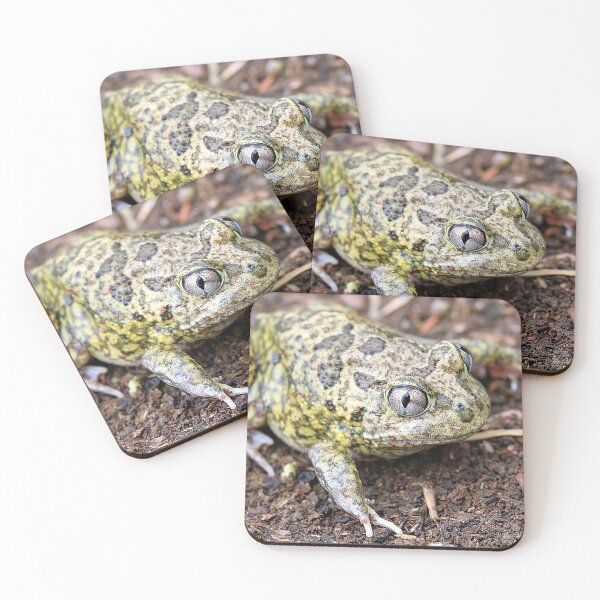 Item preview, Common Spadefoot designed and sold by Steve Sass.