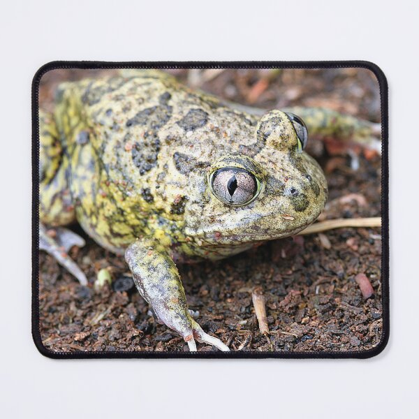 Item preview, Common Spadefoot designed and sold by Steve Sass.