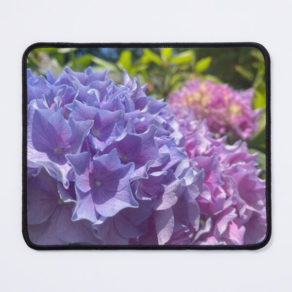 Item preview, Multi-color Hydrangeas designed and sold by Pisces-Pics.