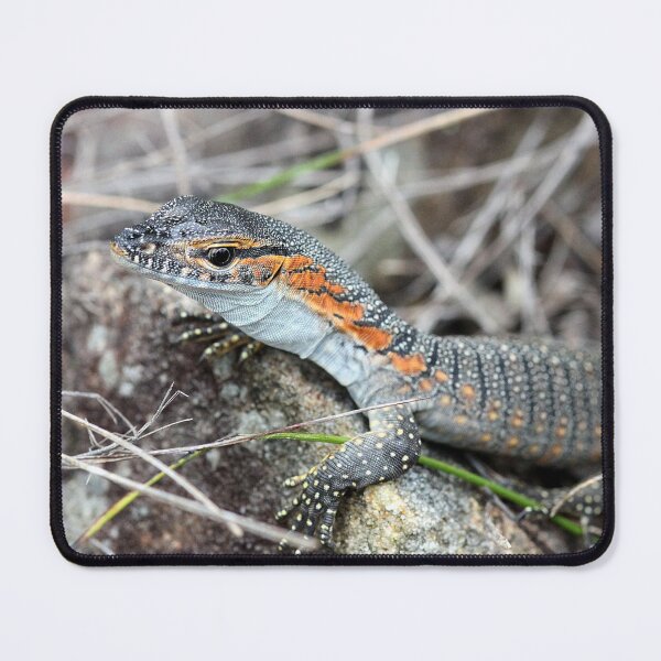 Item preview, Rosenberg's Goanna designed and sold by Steve Sass.