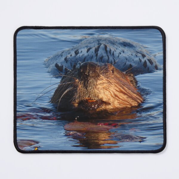 Item preview, Adult Beaver Out for an Evening Swim (3) designed and sold by Monica-Stroud.