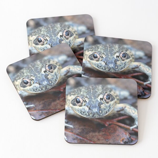 Item preview, Eastern Banjo Frog designed and sold by Steve Sass.