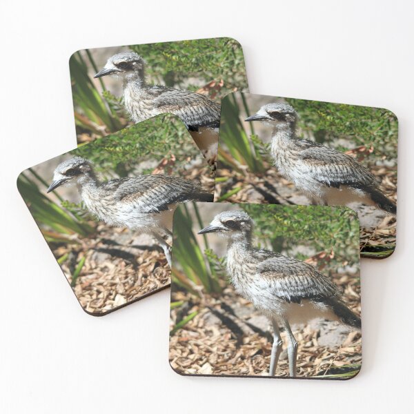 Item preview, Bush Stone-curlew juvenile designed and sold by Steve Sass.