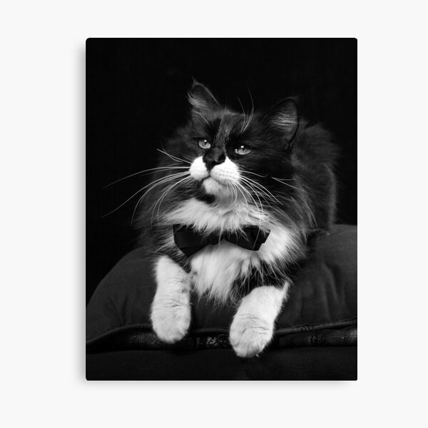 Billy Katt Canvas Print