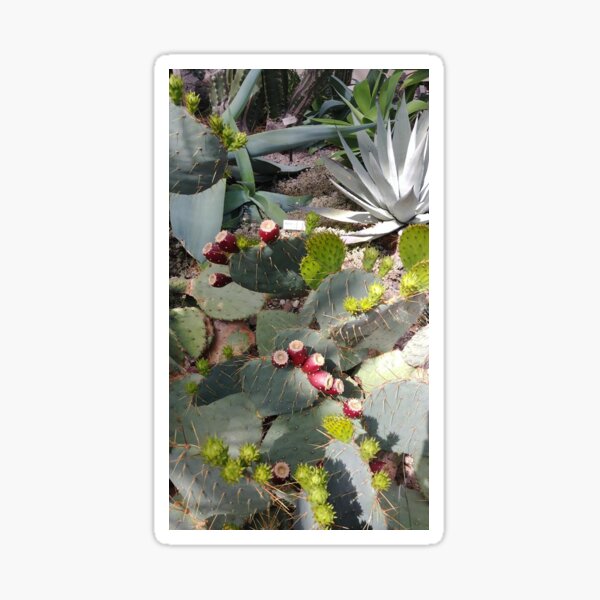 Desert Succulents Sticker