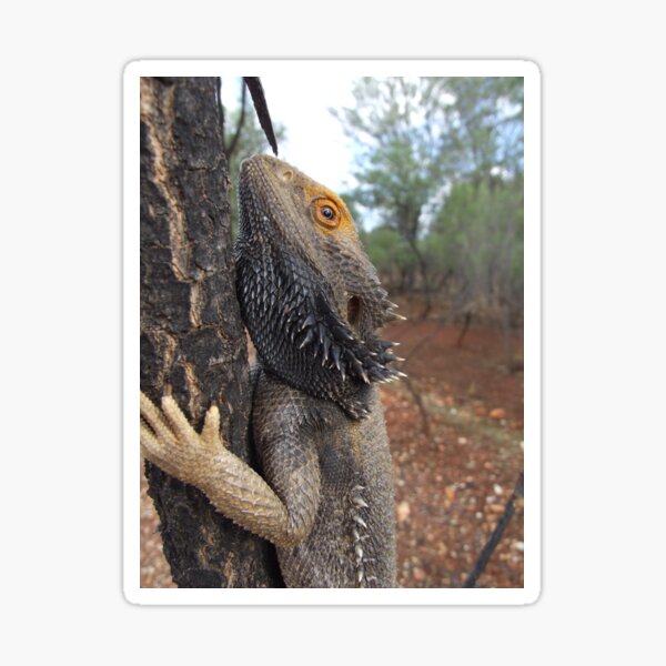 Item preview, Central Bearded Dragon designed and sold by Steve Sass.