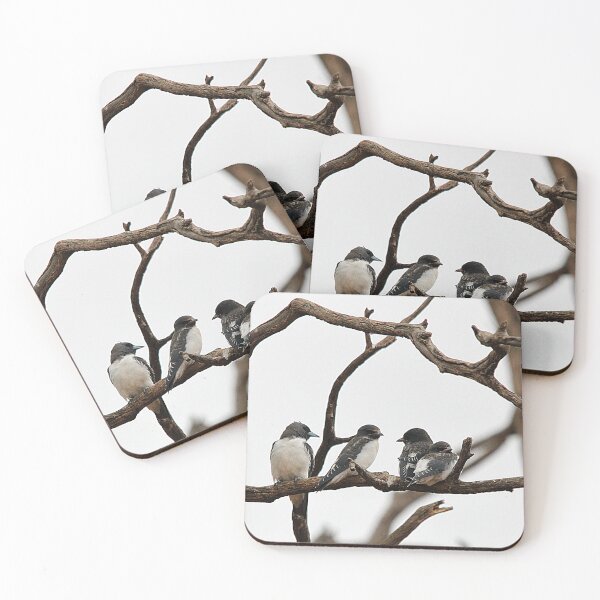 Item preview, White-breasted Woodswallow designed and sold by Steve Sass.