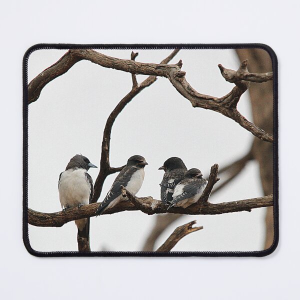 Item preview, White-breasted Woodswallow designed and sold by Steve Sass.