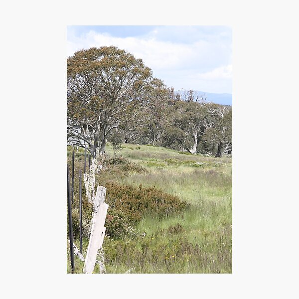 Item preview, Snow Gum Woodland designed and sold by Steve Sass.