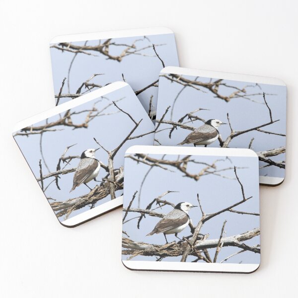 Item preview, White-fronted Chat designed and sold by Steve Sass.
