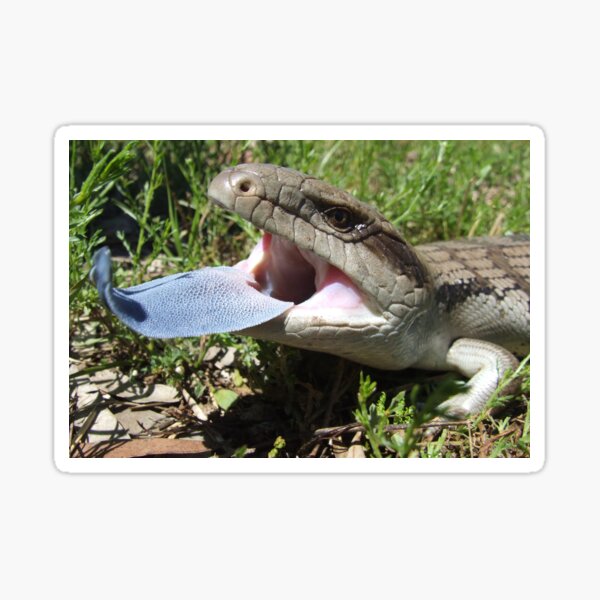 Item preview, Eastern Blue-tongue Lizard designed and sold by Steve Sass.