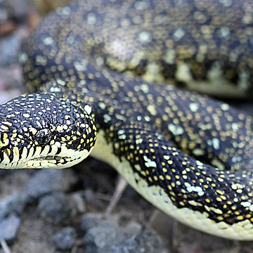 Artwork thumbnail, Diamond Python by Steve Sass