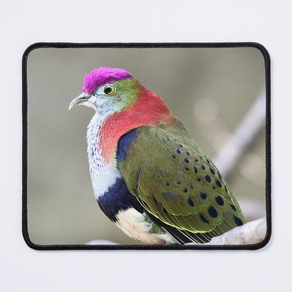 Item preview, Superb Fruit-dove designed and sold by Steve Sass.