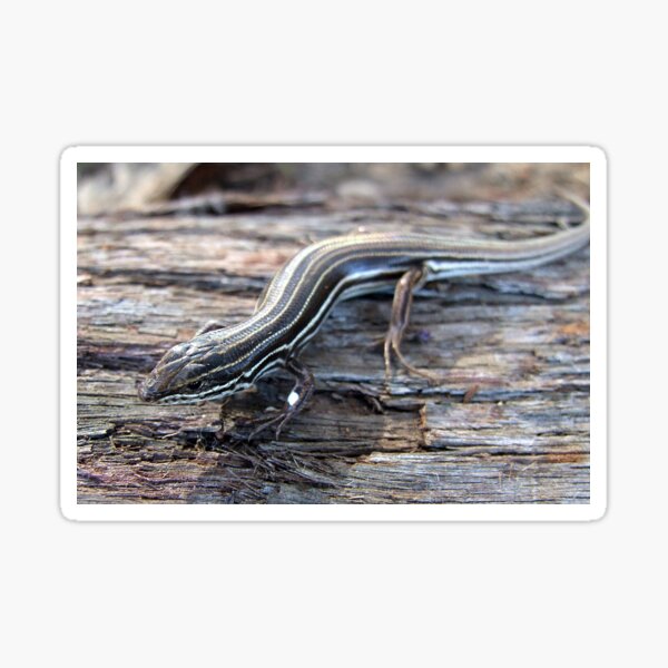 Item preview, Copper-tailed Skink designed and sold by Steve Sass.