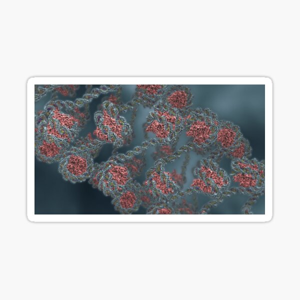 Histone packaging of DNA Sticker