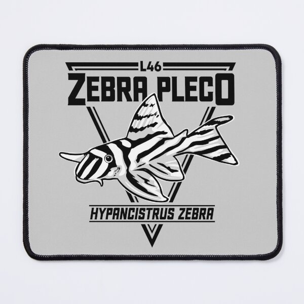 Item preview, Zebra Pleco L46 Aquarium L046 Tropical Ornamental Fish Hypancistrus Catfish L number designed and sold by TheAplus.