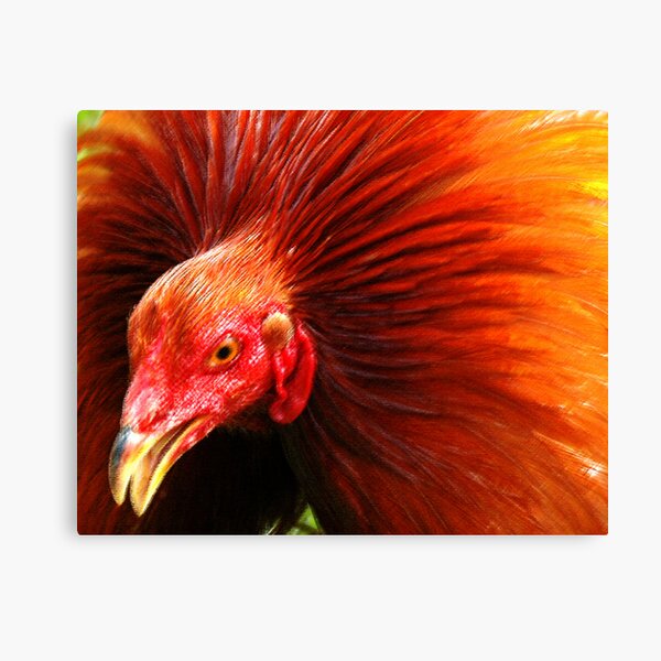 Gamefowl Canvas Prints Redbubble