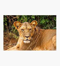Kenya. Samburu National Reserve. Lioness. Photographic Print